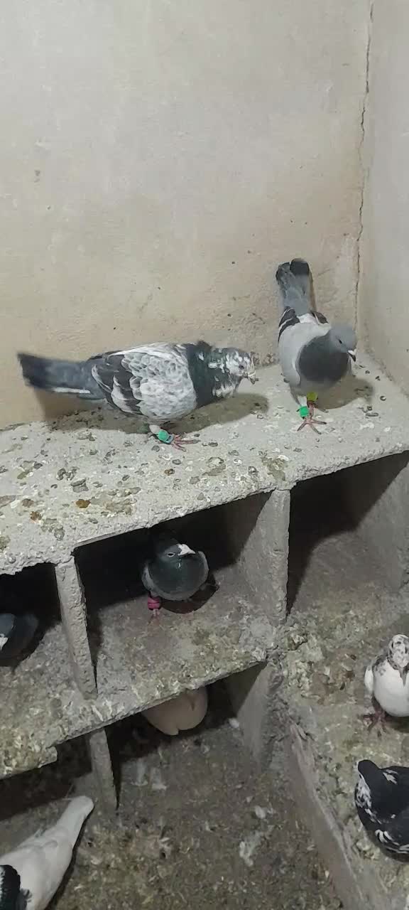 سبز و سوسکی|پرنده|تایباد, |دیوار