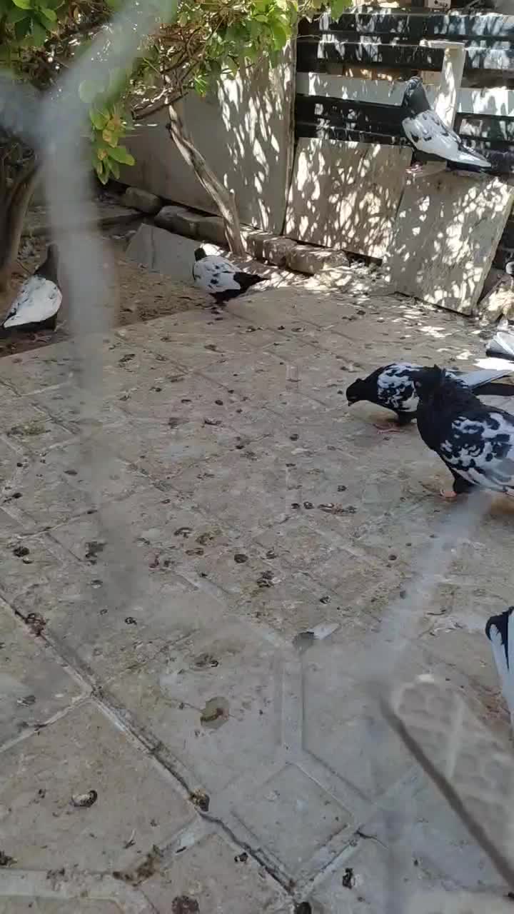 کبوتر سینه سیاه|پرنده|فسا, |دیوار