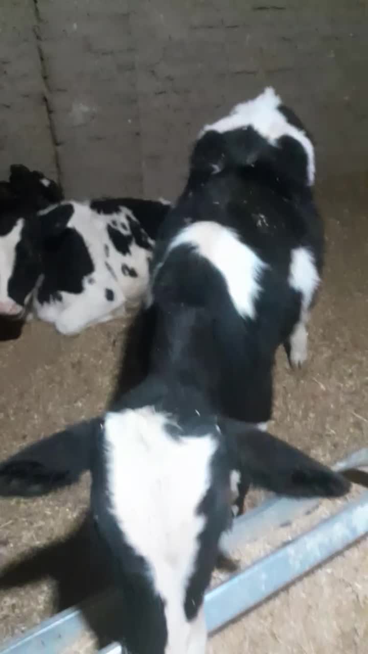 دو عدد گوساله نرو یکی ماده|حیوانات مزرعه|اردکان, |دیوار