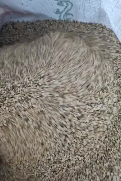 کنجد روغن گیری پاکستان|عمده‌فروشی|تهران, شهرک امیرالمومنین|دیوار
