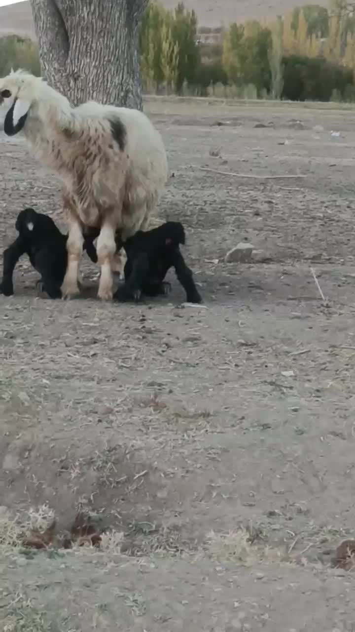 شیشک ۲سال دوقلوزا با جفت بره|حیوانات مزرعه|لاران, |دیوار