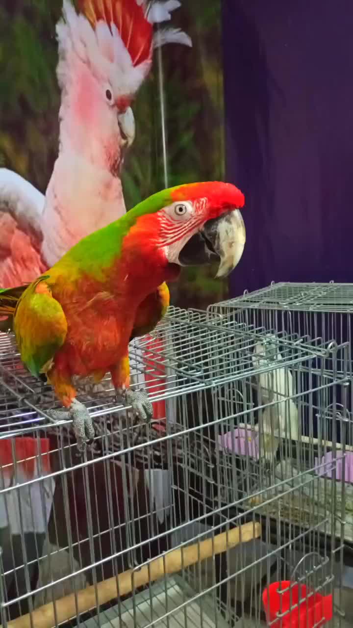 فروش ویژه طوطی سانان|پرنده|شیراز, فرودگاه شهید دستغیب شیراز|دیوار