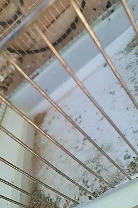 مرغ عشق زیبا جفت|پرنده|ششده و قره بلاغ, |دیوار