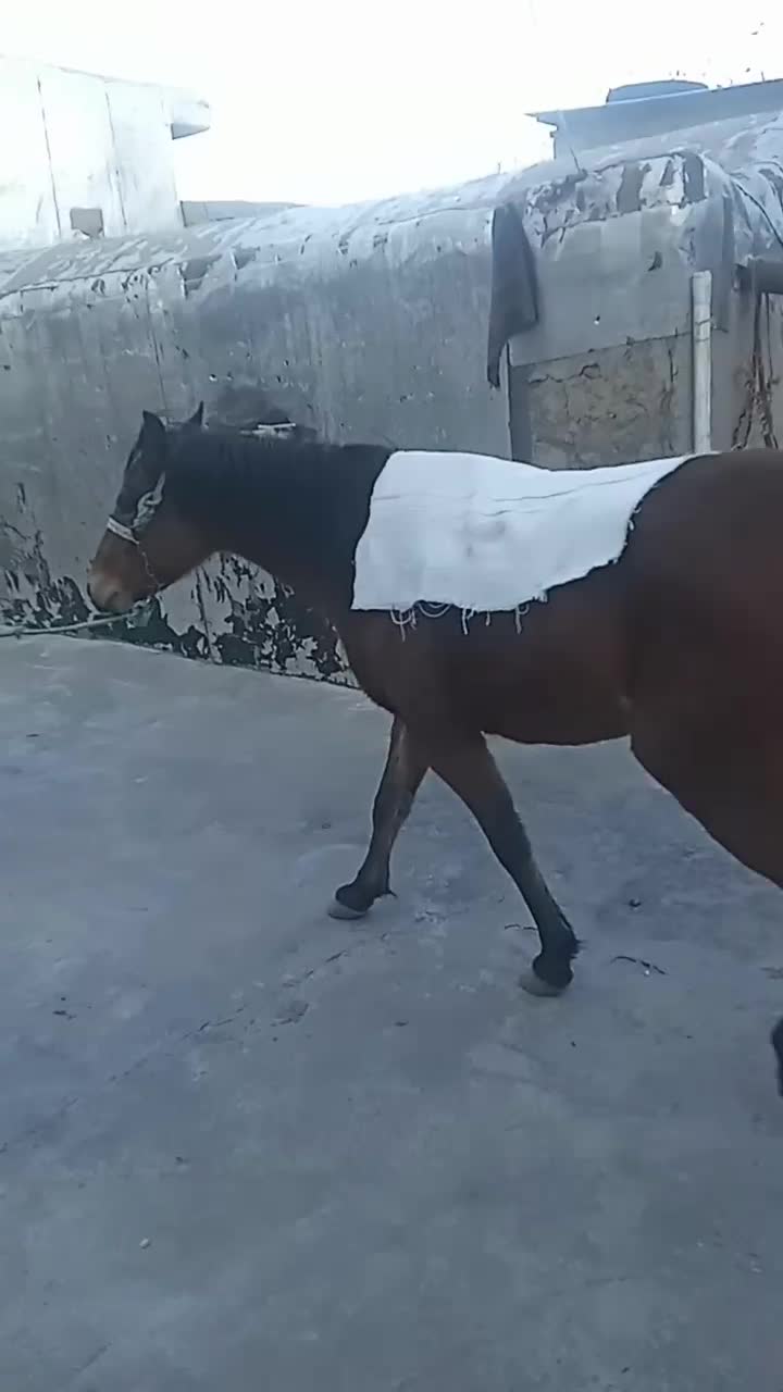 اسب|اسب و تجهیزات اسب‌سواری|بیستون, |دیوار