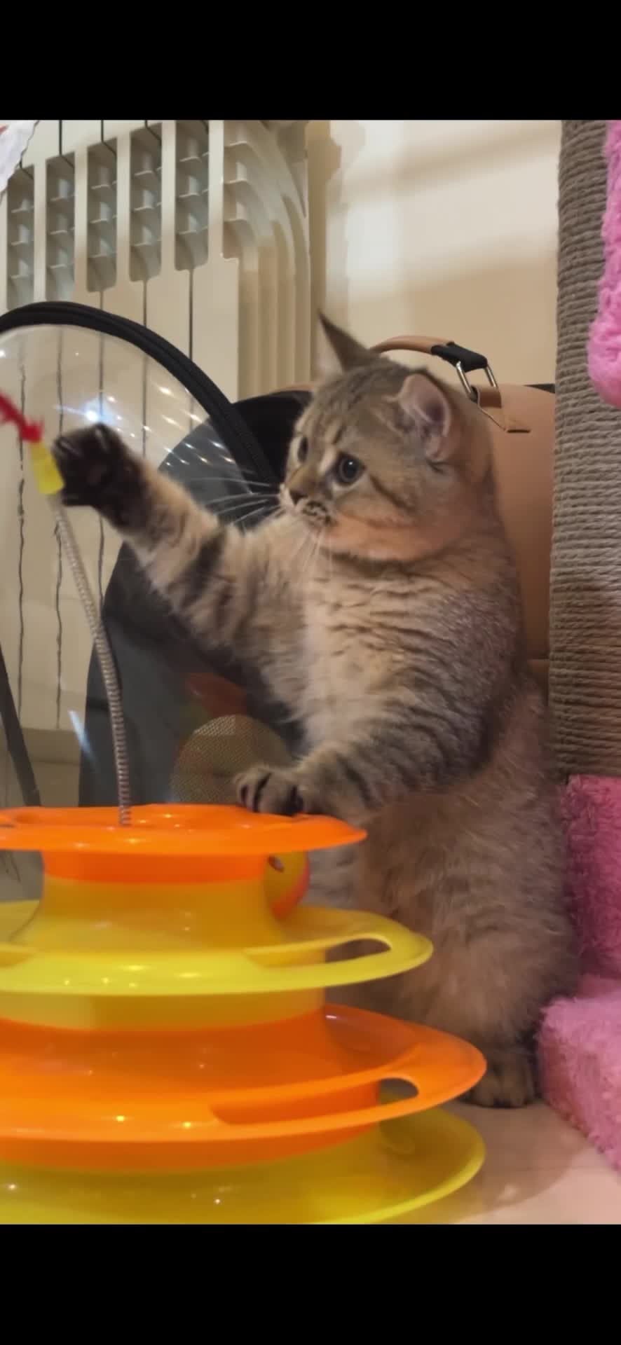 گربه بریتیش|گربه|رشت, منظریه|دیوار