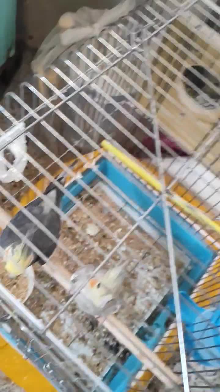 عروس هلندی|پرنده|ایلام, |دیوار