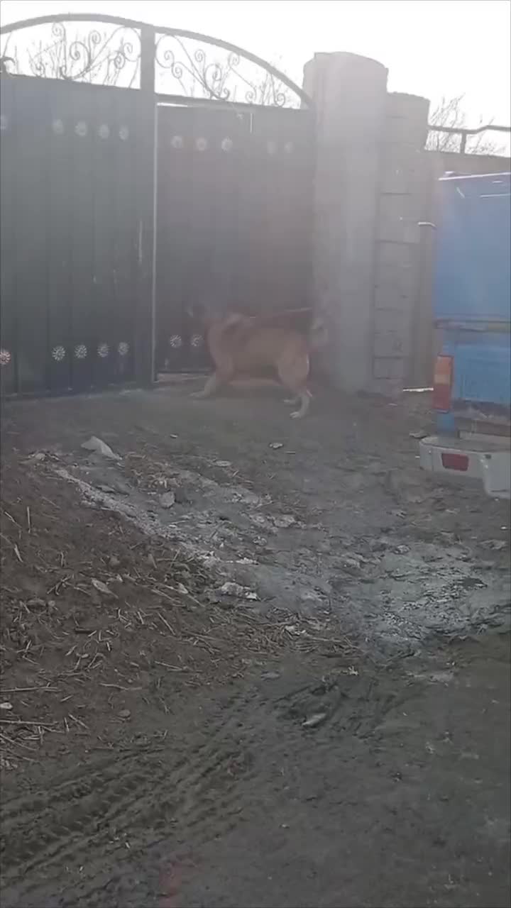 سگ نگهبان|سگ|محمدیه-قزوین, |دیوار