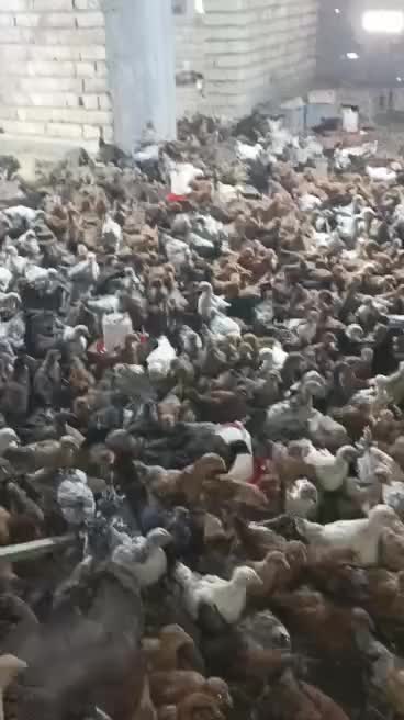 جوجه مرغ|حیوانات مزرعه|شیراز, کرونی(خاتونک)|دیوار