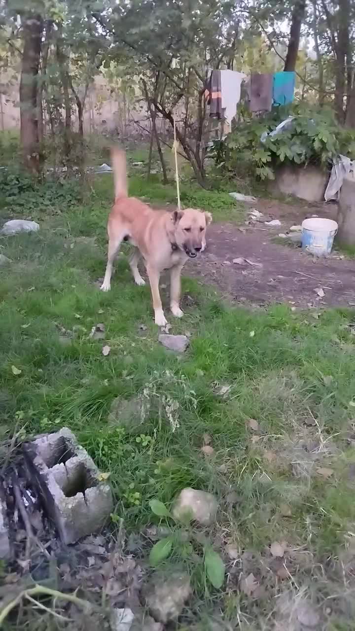 سگ نگهبان|سگ|لاهیجان, بازکیاگوراب|دیوار