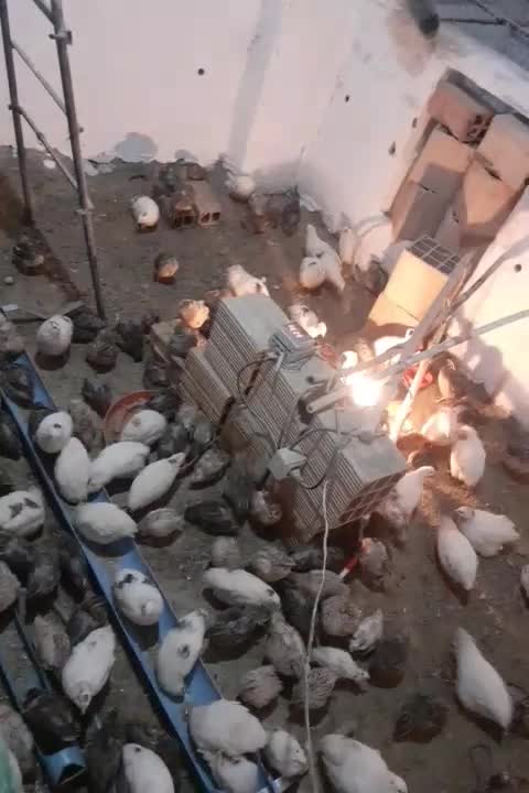 پرنده دونه ۸۰تومان|حیوانات مزرعه|فاضل آباد, |دیوار