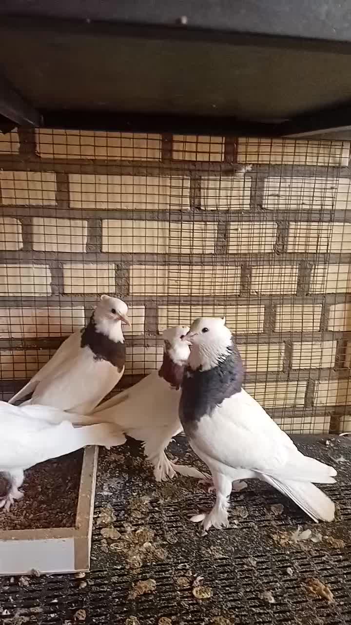 کبوتر|پرنده|دلیجان, |دیوار