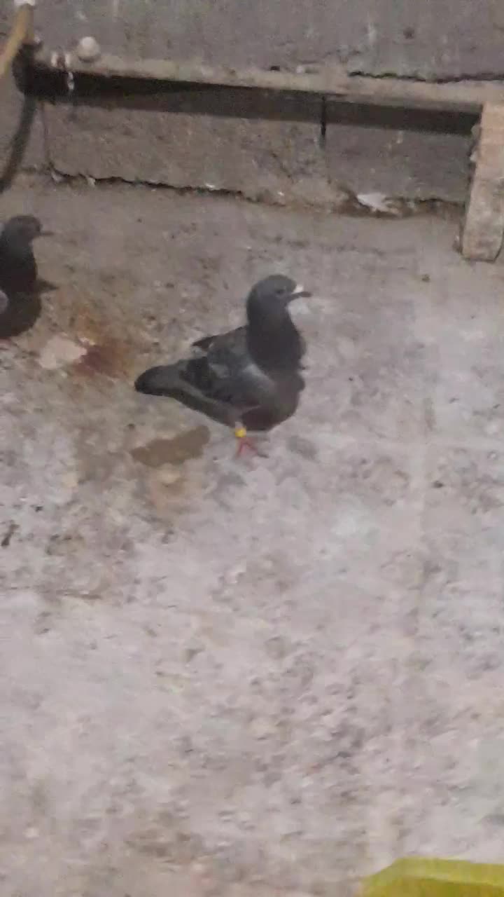 کبوتر|پرنده|شادگان, |دیوار