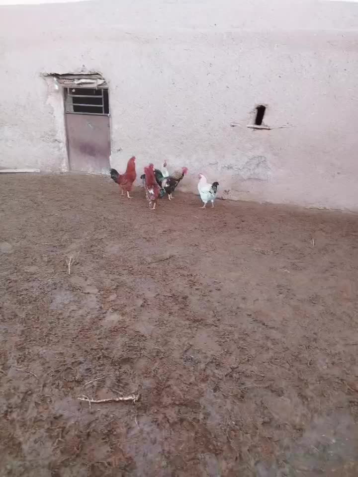 خروس|پرنده|تربت جام, جامرود|دیوار