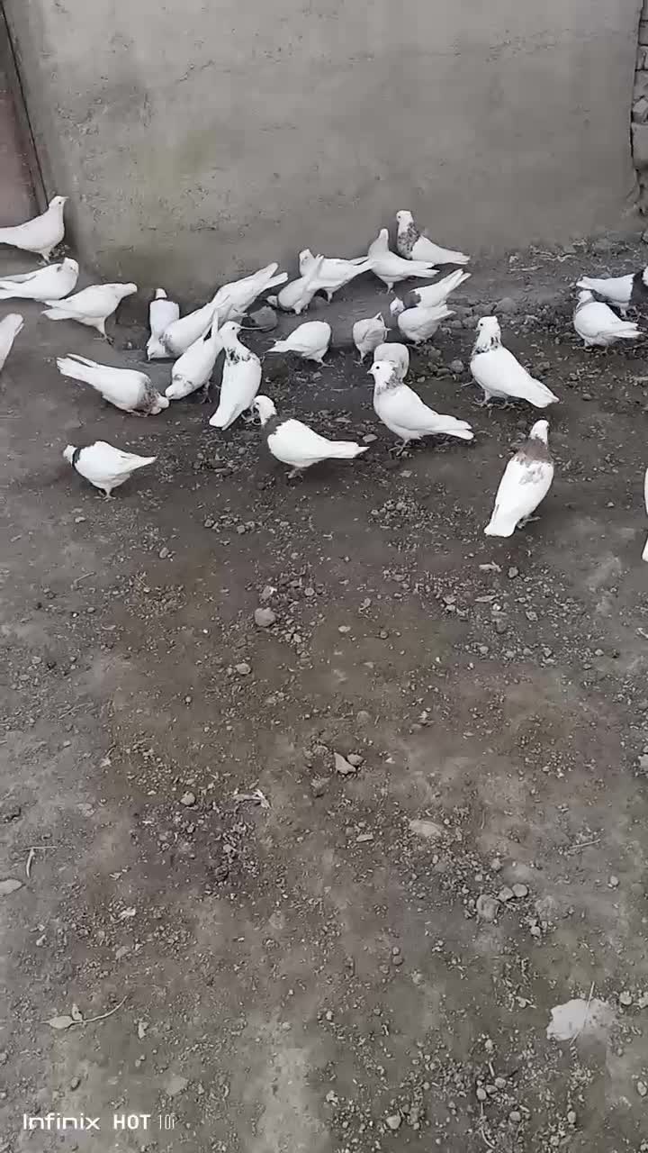 فروش کبوتر طوقی هر رنگی بخواهید دارم|پرنده|کرمانشاه, |دیوار