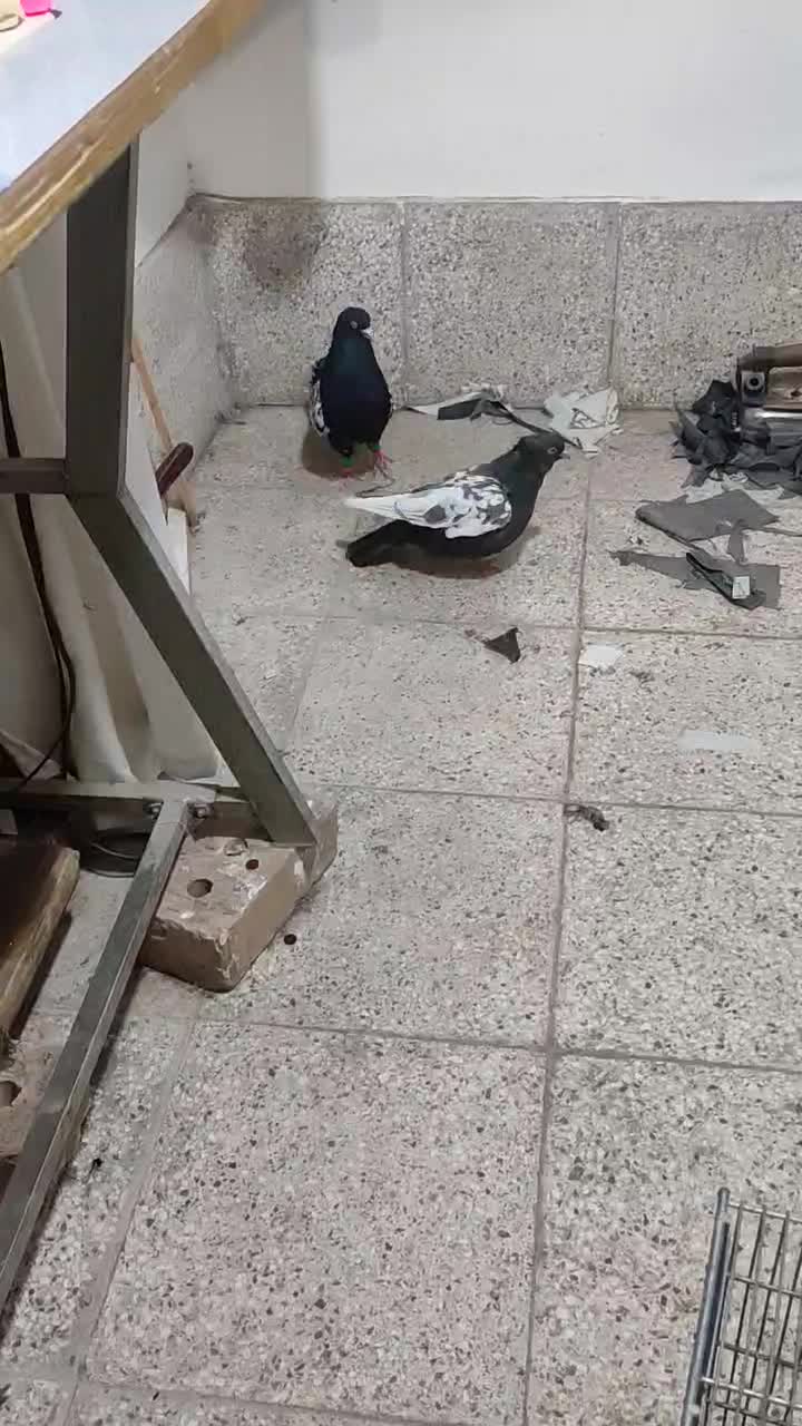 جفت سینه|پرنده|خوشاب, |دیوار