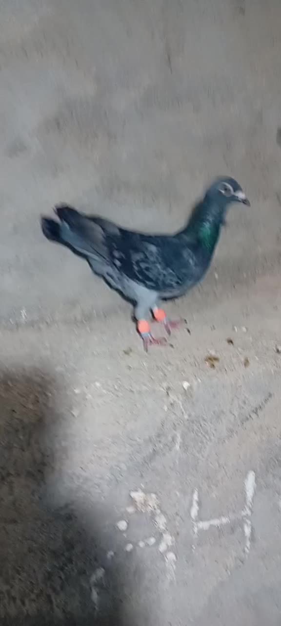 پشت بسته نر|پرنده|اهرم, |دیوار