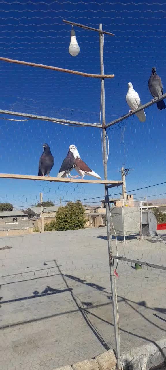 قلاقی قرمز نر|پرنده|اشترینان, |دیوار