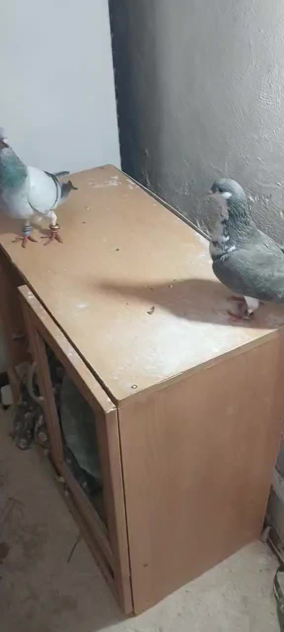 کفتر|پرنده|بردسکن, |دیوار