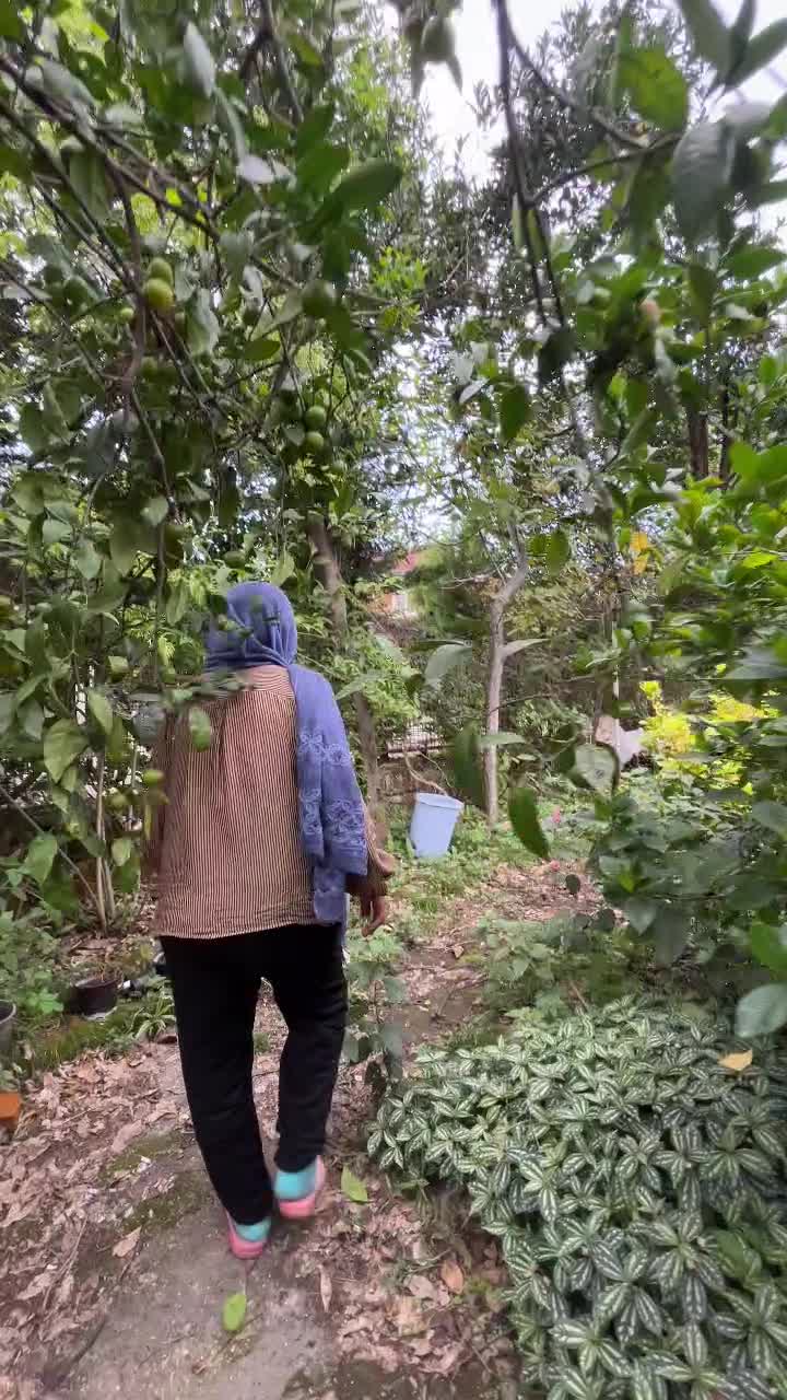 ویلاباغ ۶۳۰ متری سنددار با درختان مرکبات سیسنگان|فروش خانه و ویلا|نوشهر, |دیوار