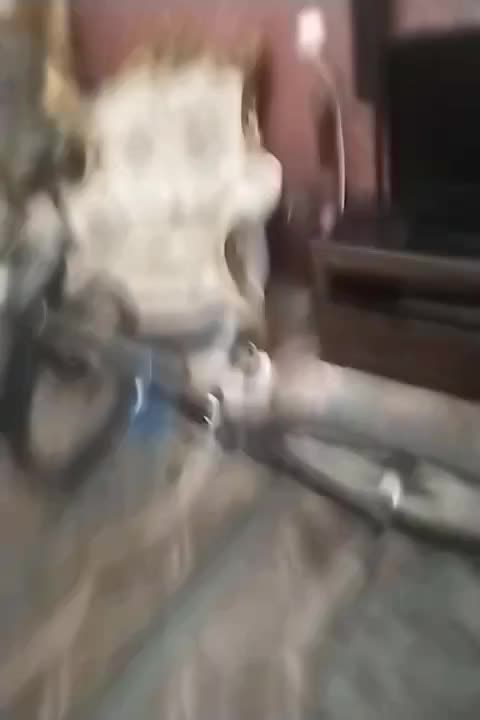 در حد ۹|دوچرخه، اسکیت، اسکوتر|تهران, صادقیه|دیوار