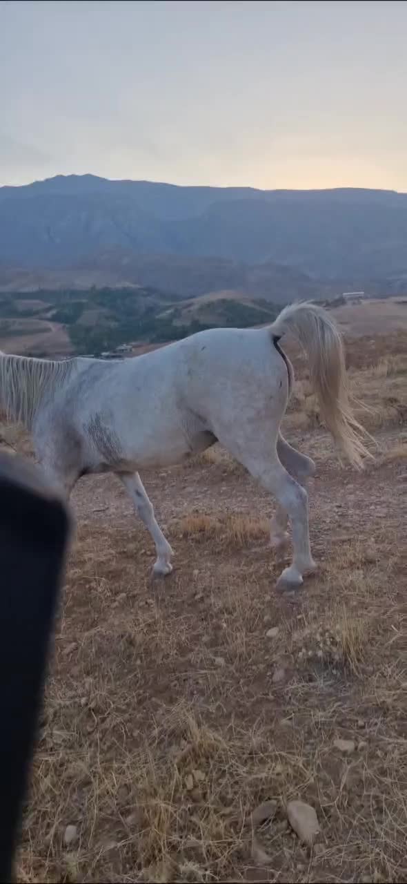 اسب مادیون|اسب و تجهیزات اسبسواری|پادنا, |دیوار