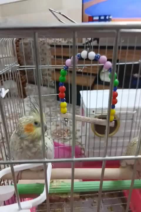 پرنده.عروس هلندی|پرنده|قم, در بهشت|دیوار