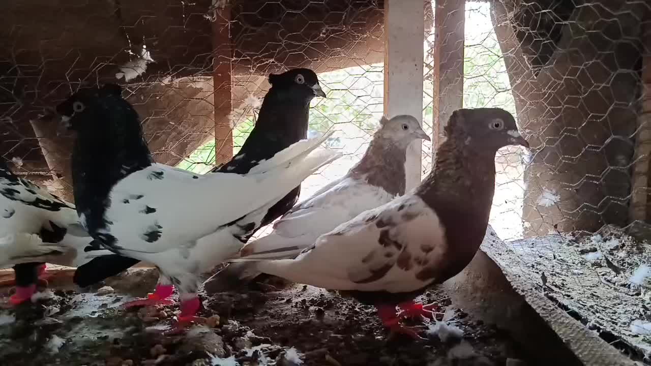 کبوترر|پرنده|سبزوار, کهنه آب|دیوار