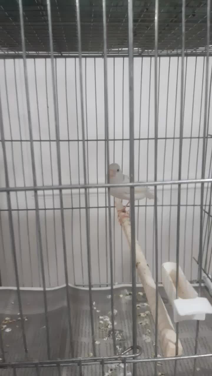 قناری|پرنده|مرند, |دیوار