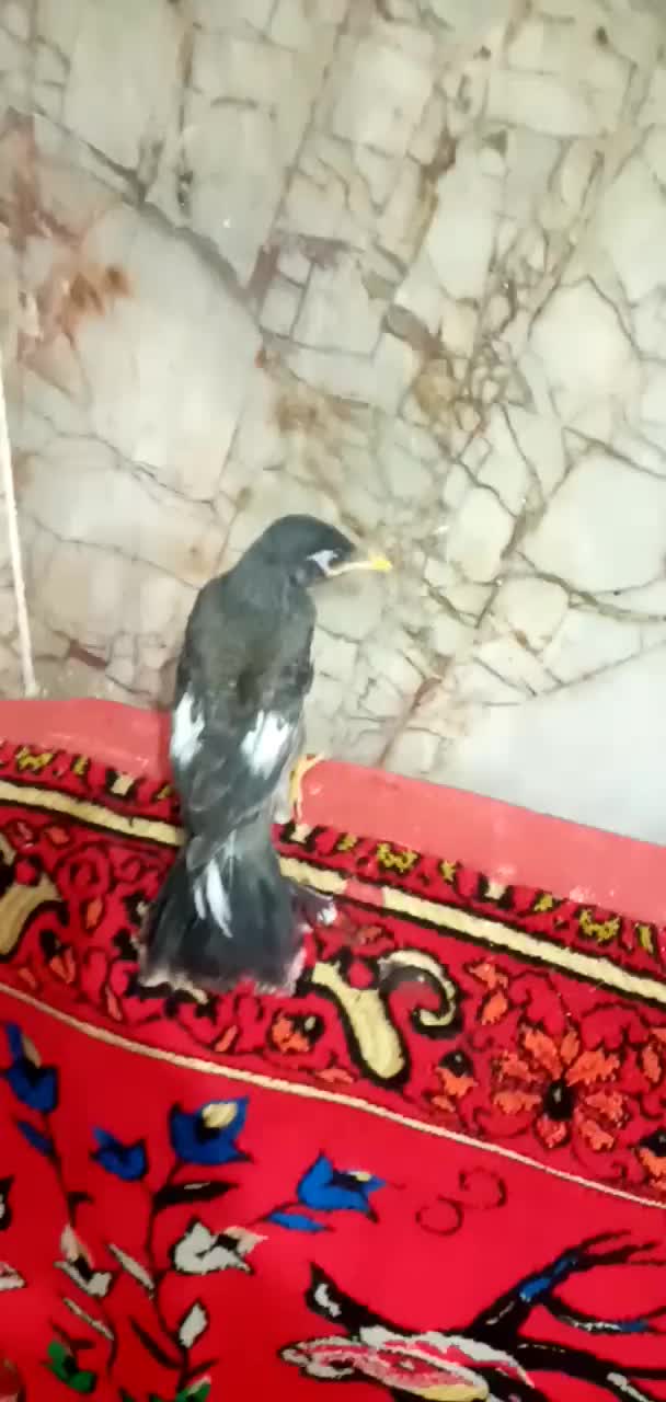 مینا|پرنده|مشهد, ایوان|دیوار
