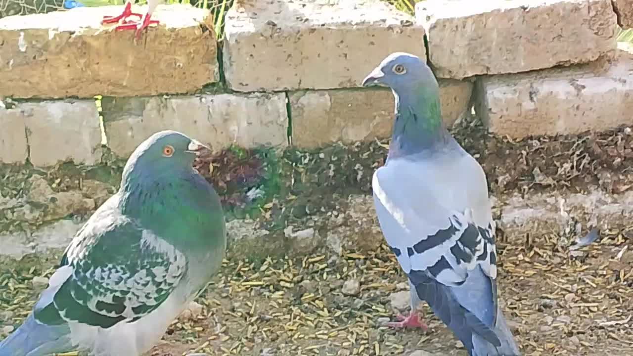 کبوتر پلاکی|پرنده|جره و بالاده, |دیوار