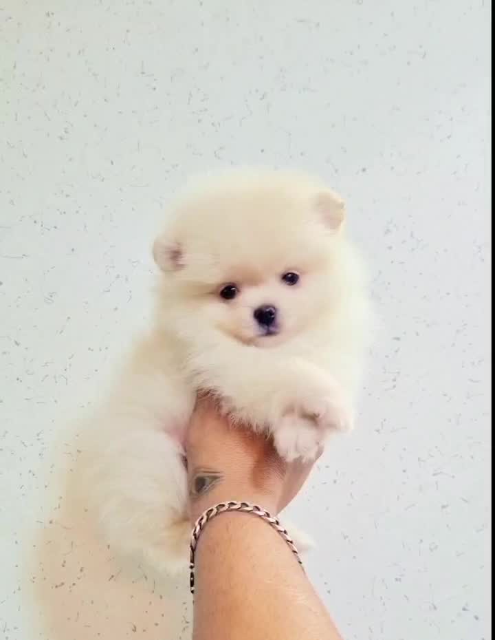 پامرانین خرسی عروسکی|سگ|اصفهان, پینارت|دیوار