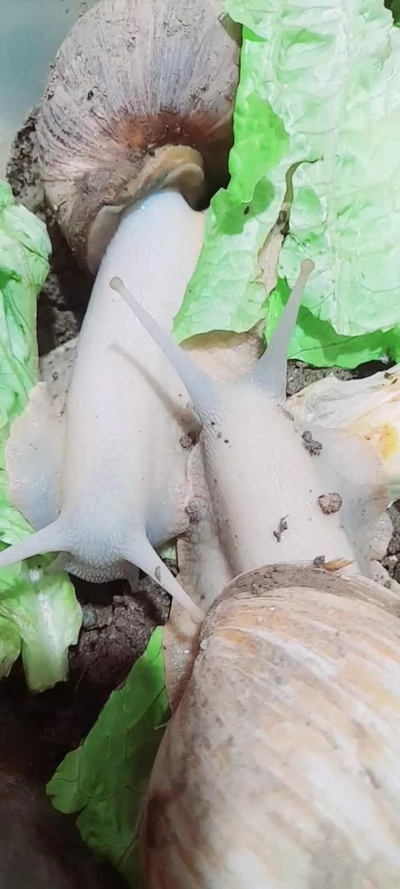 تخم حلزون|خزنده|نیشابور, رحمت آباد|دیوار