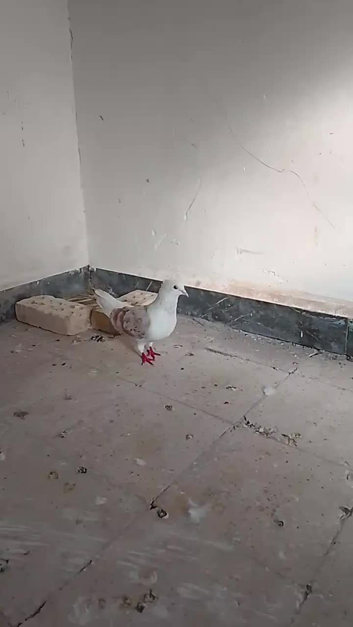 کبوتر|پرنده|حمیدیه, |دیوار