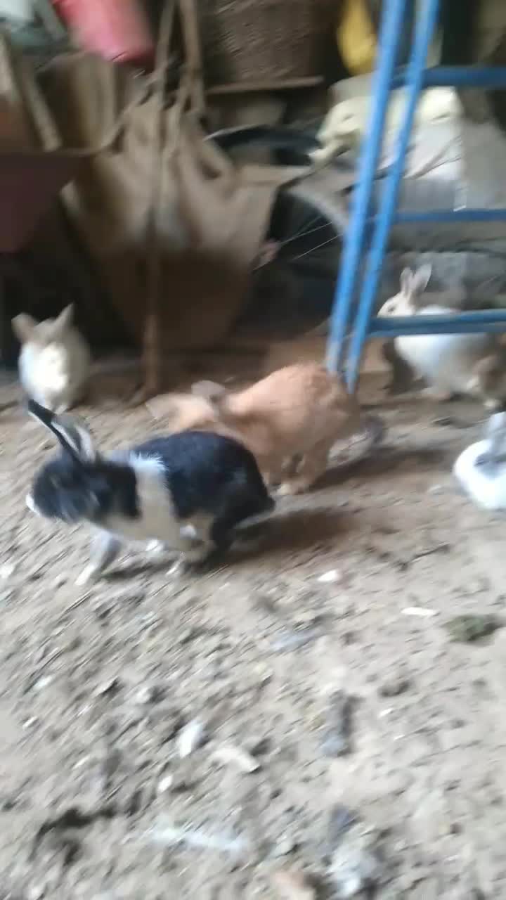 خرگوش نر وماده|موش و خرگوش|شاهین دژ, |دیوار