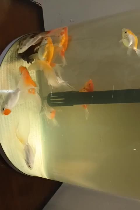 گلدفیش زیبا و سالم بزرگتر از ۳ بند|ماهی|تهران, جوانمردان (اندیشه)|دیوار