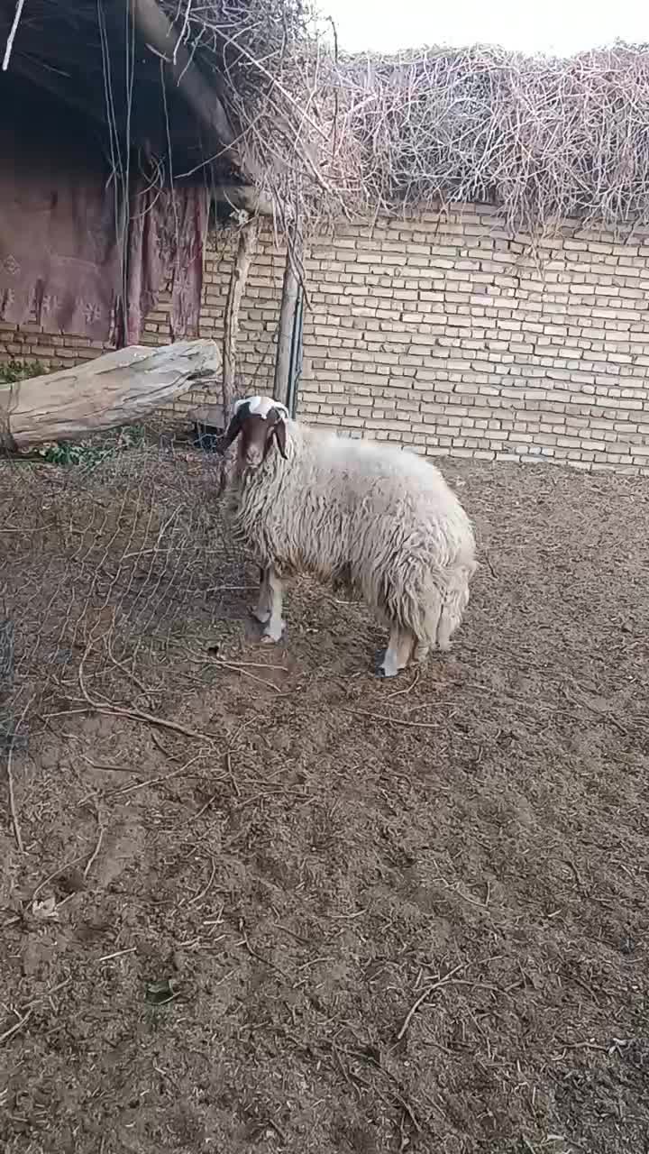 بره سنجابی|حیوانات مزرعه|ششطراز, |دیوار