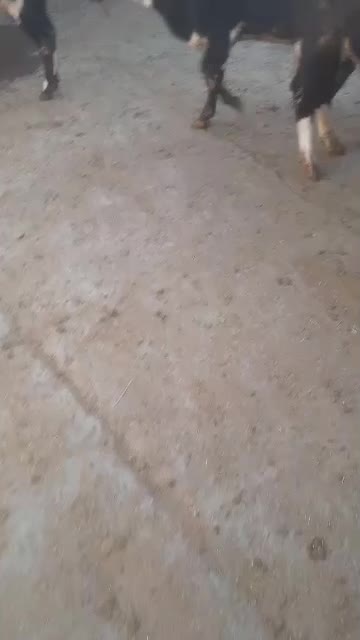 گوساله دورگ بومی کوردستان۴ راس|حیوانات مزرعه|طاهرگوراب, |دیوار