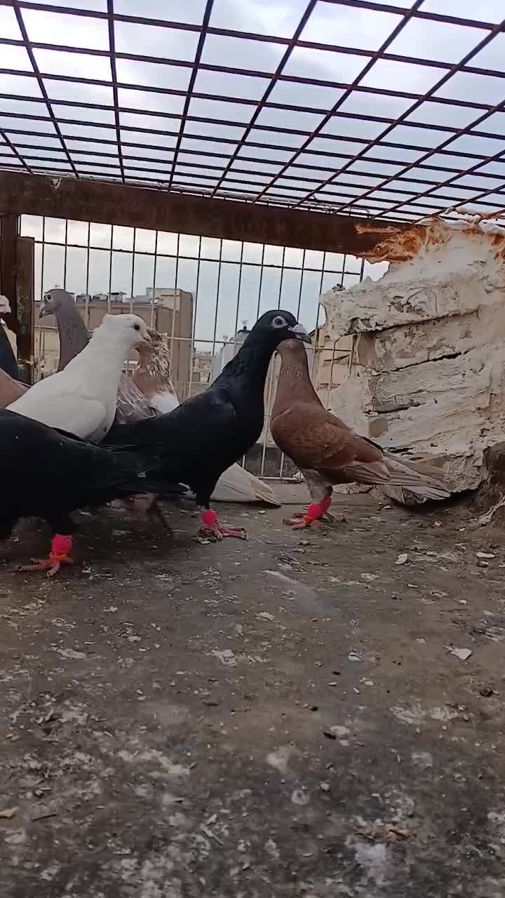 کفتر|پرنده|مشهد, کارمندان دوم|دیوار