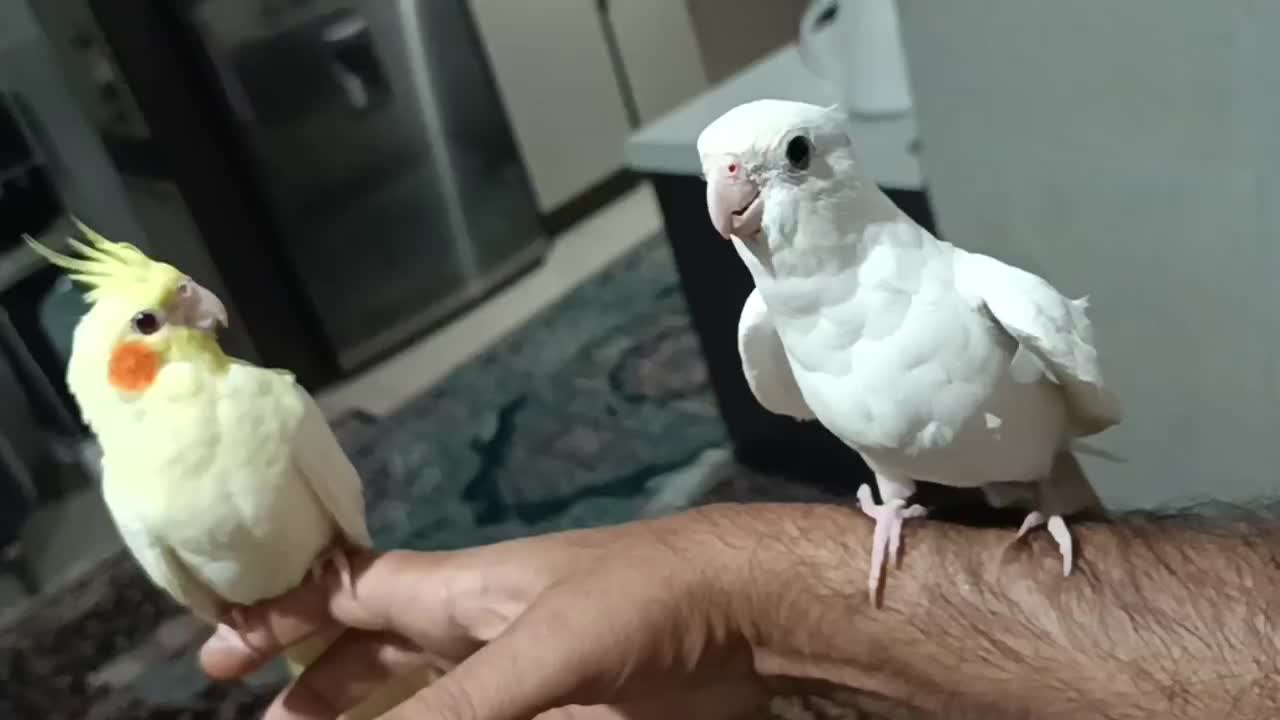 عروس هلندی آلبینو نر ولوتینو مولد وتکی|پرنده|بندرعباس, |دیوار