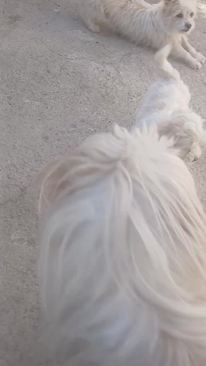 توله سگ پاکوتاه|سگ|زنجان, |دیوار