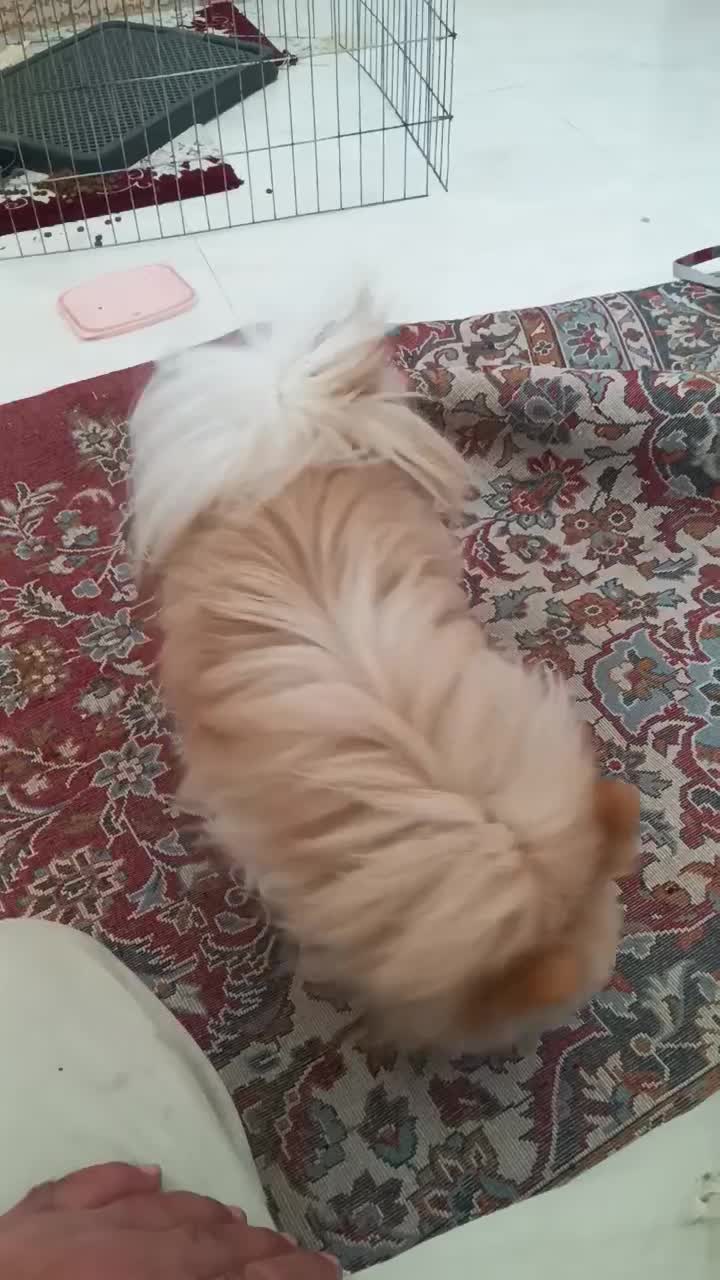 پامرین|سگ|محمدشهر, محمدشهر|دیوار