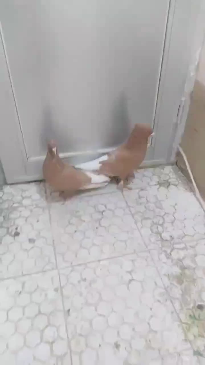 جفت زرد دم سفیدکاکل|پرنده|تربت‌حیدریه, یحیی آباد|دیوار