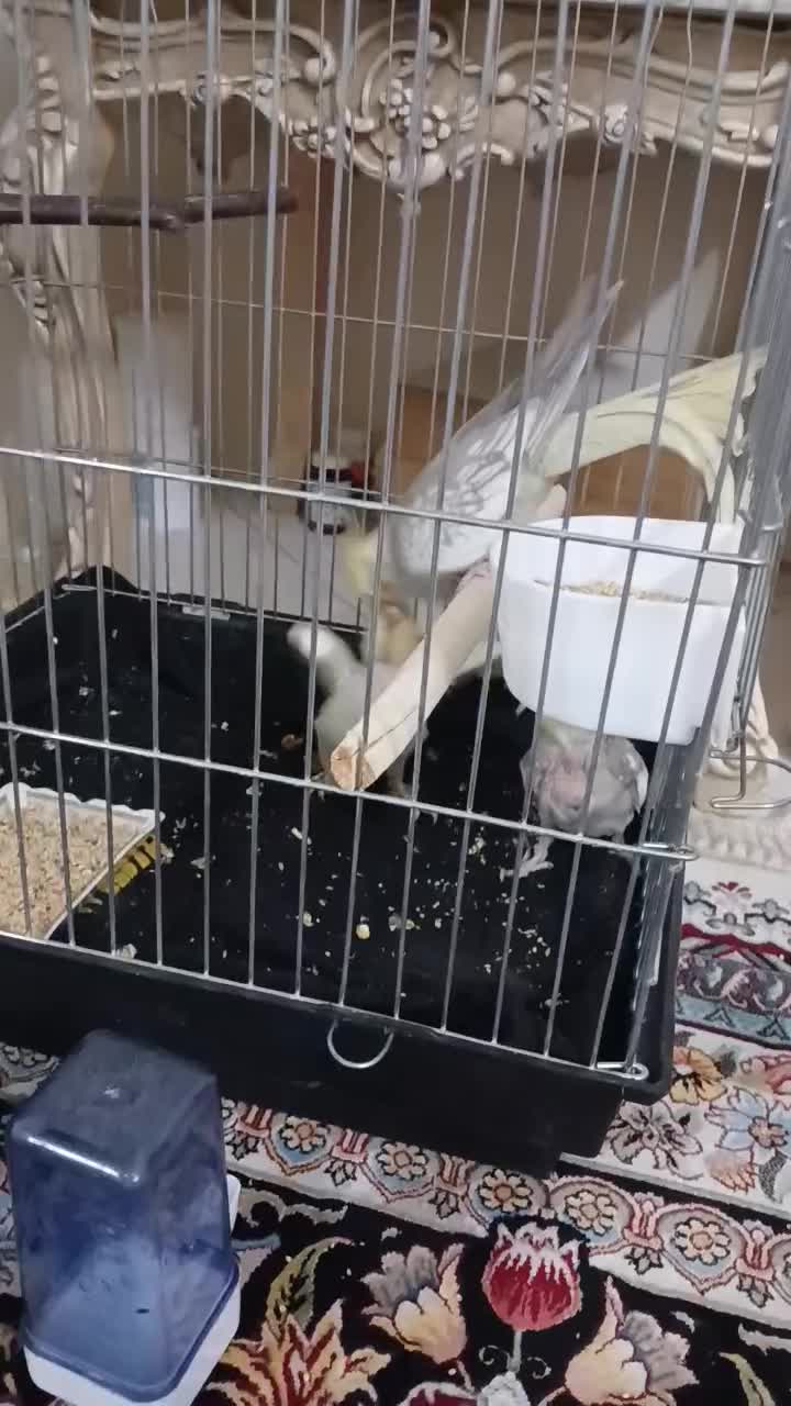 عروس هلندی|پرنده|ری, دولت‌آباد|دیوار