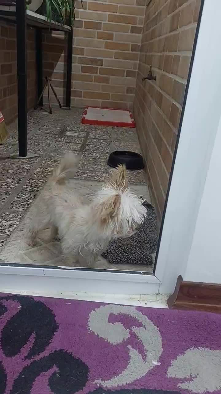 سگ نژاد گرگ شایر|سگ|سبزوار, غرب نیروگاه|دیوار