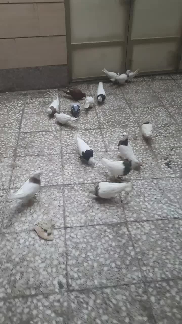 طوقی هفت رنگ زرد سیاه|پرنده|باوی, |دیوار