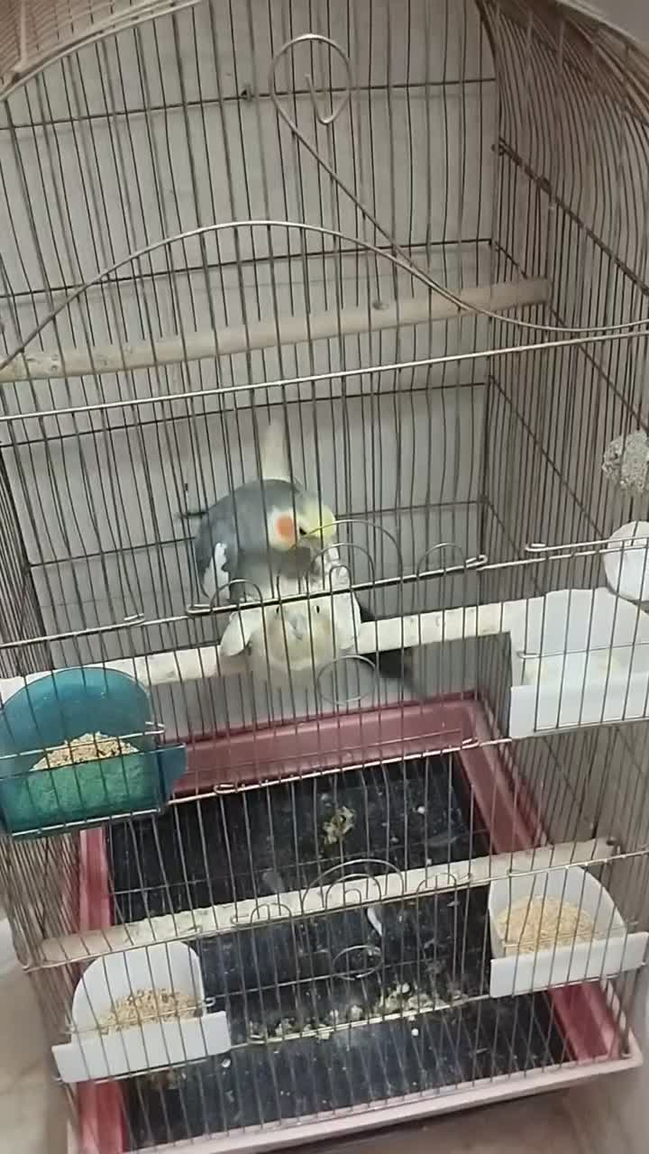 عروس هلندی مولد ۲ساله آماده جفت|پرنده|پرند, فاز ۴|دیوار