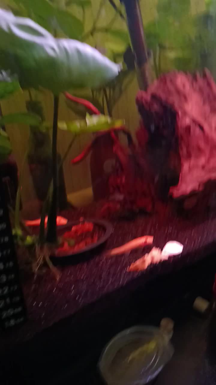 آکواریوم با وسایل|ماهی|اصفهان, بهارستان|دیوار