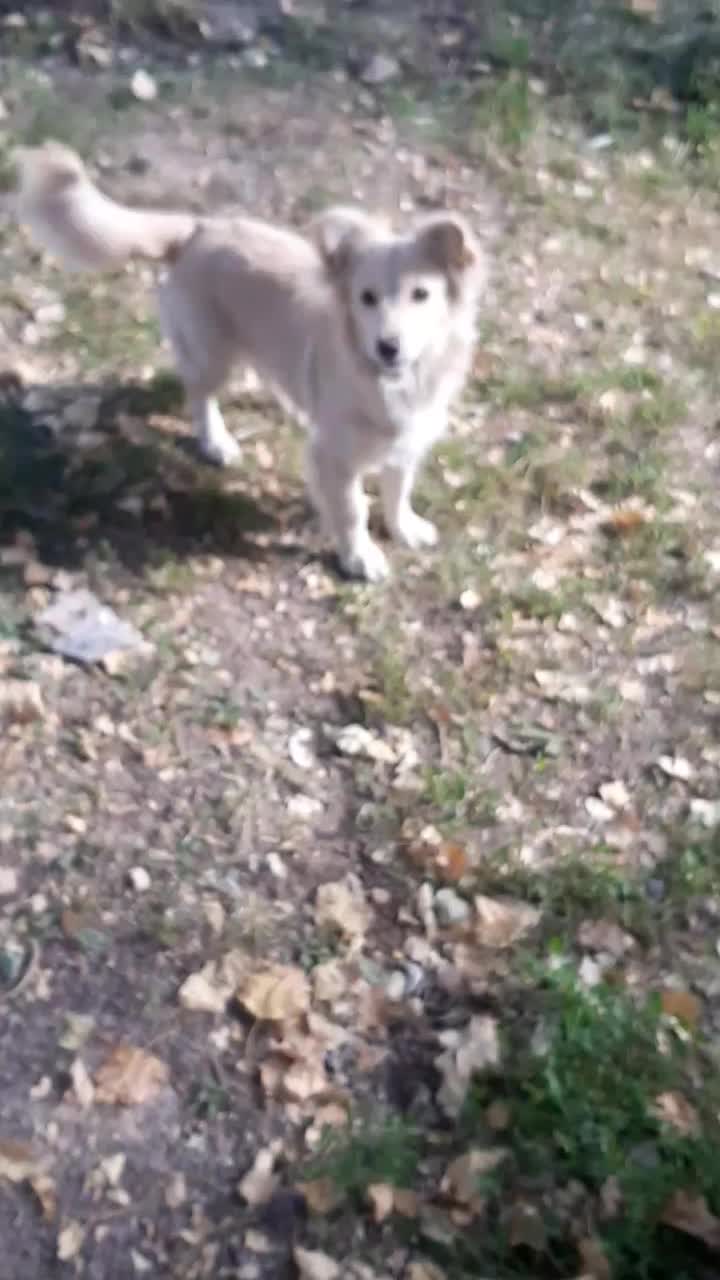 سگ پاکوتاه|سگ|زنجان, |دیوار