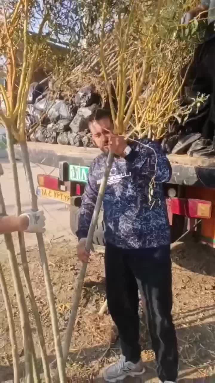 نهال های  بیدمجنون پیوندی ۴ساله امکان پرداخت درمحل|خدمات باغبانی و درختکاری|کرج, چمران|دیوار