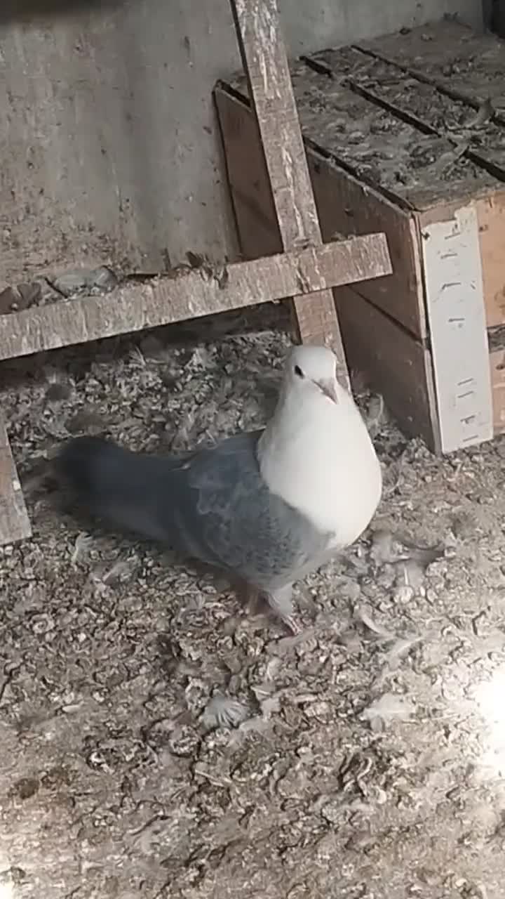 کله سفید وصده کاکلی|پرنده|سبزوار, شهرک صنعتی فرودگاه|دیوار